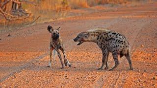 Q1️⃣SOLO | SHEEKADA UULEEYDA | Animals | पशु | Documentary | वन्य जीवन | Wildlife | Nature