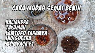 CARA MUDAH SEMAI BENIH INDIGOFERA, KALIANDRA, TAYUMAN, LAMTORO, MOMBACA F1