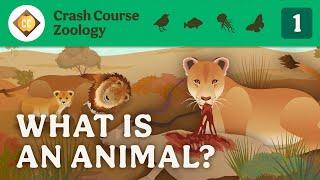 What is an Animal? Crash Course Zoology #1