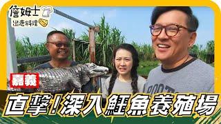 《姆士尋寶去》直擊！深入神秘食材大本營 鱷魚養殖場，壓軸終極料理 鱷魚鍋貼究竟是什麼滋味！