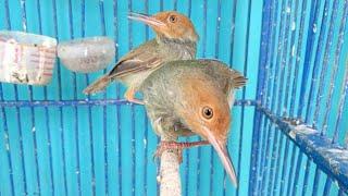 Suara PRENJAK MERAH Sepasang Jantan Betina Untuk Pikat Burung Perenjak / Cinenen Liar