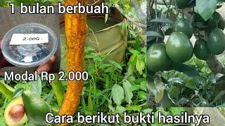 1 bulan berbuah,!!! ini cara baru membuahkan pohon alpukat yang terbaik untuk pemula