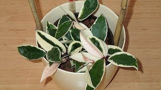 Hydroponic plant - Hoya carnosa ´Variegata´