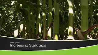 Increasing Stalk Size