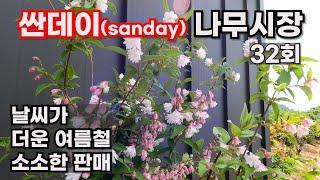 [싼데이 나무시장] 32회, 더워진 여름 수량은 많지 않지만 예쁜 묘목을 싸게 팔겠습니다.