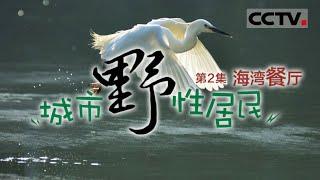 《城市野性居民》 城市与野性：深圳湾的自然共融之道 EP02【CCTV纪录】