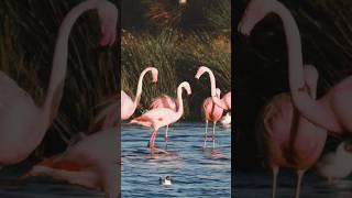 beautiful Flamingos in the wild #shorts