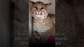 Когда хочешь быть хищницей #кошка #женщина #милашка #юмор #мокрые #шортсы #прикол #фильм #новости