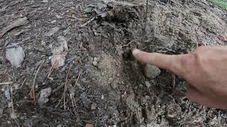 Metal Detecting: Follow the map find the property pins. Let’s establish the property line.