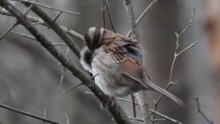 Robert Boyd Wildlife Vlog 30