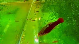 3 tips on how to breed and raise platy fry with their parents - keeping lots of platy fish