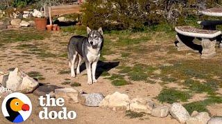 Husky Shows Up On Couple's Front Yard | The Dodo