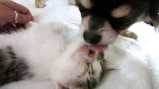 Chihuahua puppy loves his kitten