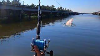 Fishing Under Interstate For Dock Giants! Penn Senator(3/0)