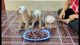 3 Siblings Sit Facing Down Very Gesture Angry Mom For Late Come & Feed Them Grape For Dessert Treat,