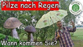 Pilze nach dem Regen - Wie schnell wachsen Sie