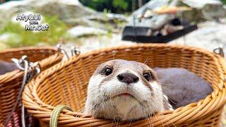 Relaxing Camp by the River With Otters [Otter Life Day 926]