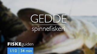 FISKEguiden 1/10: Gedde