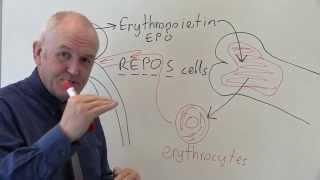 EPO stands for eythropoietin.