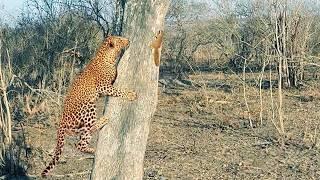 Squirrel Shows Leopard Who’s Boss