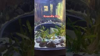 Different Frogs  #travel #shortsviral #knoxvillezoo #tennesseelife #frogs #shorts