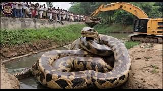 Giant Snake Discovered Near Village