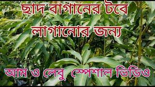 One Of The Biggest Fruit Plants Nursery In South 24 Parganas | Jamuna Nursery Visit In Muchisa |