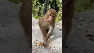 This poor baby monkey looks so hungry and scared#viral#shorts#hungry#baby#monkey#video