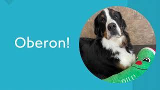 Our Pet of the Week is Oberon