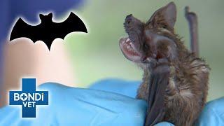 Spooky Poisoned Micro-Bat | Bondi Vet Clips | Bondi Vet