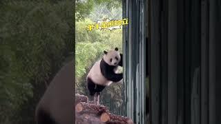 萌家熊都有越狱基因吧萌大努力半天还是没够着～ #pandachina #panda #cutepandas #chinesepanda #giantpanda #大熊猫 #大熊猫萌大 #熊猫