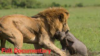 Life in the Serengeti - The Story of Serengeti's Leopardess Queen | Full Docume - Past Meets Future