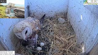 Female barn owl cast pellet next to its nestlings and then picks up a rodent from its cache.