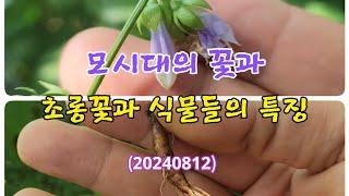 #모시대의 꽃과 초롱꽃과 식물들의 특징(20240812) #산야초 #모시대 #모시대꽃 #생으로 먹을때 맛있는 나물 #비타민나물 #기관지에 좋은 약초