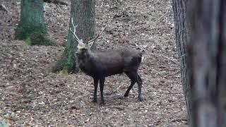 Rutting call of the Sika deer / Brunftschrei der Sikahirsche