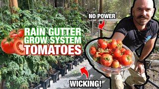 How to Grow Hydroponic Tomatoes in a Rain Gutter Grow System