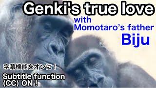 With Momotaro's father, Genki's true love story and heartbreak. Gorilla | Momotaro Family | Addition