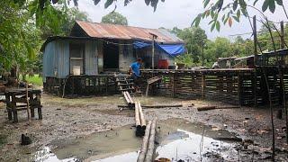 Kehidupan suku dayak di pedalaman kalimantan tengah