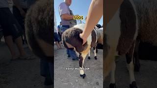 XOJELI MAL BAZAR #мухаммеднукус