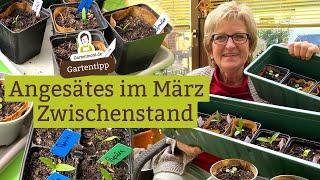 Zwischenstand März: Angesäte Kohlrabi, Paprika, Chili und Physalis