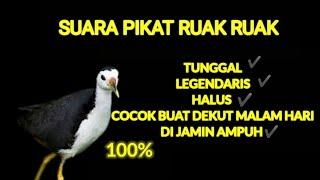 Suara pikat ruak-ruak TUNGGAL AND LEGEND dijamin ampuh buat nyuluh malam