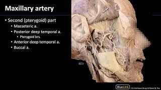 Infratemporal Fossa - Vasculature