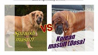 Korean mastiff vs Spanish mastiff.