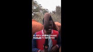 Baby elephant interrupts Kenyan TV reporter on camera