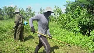 Free cleaning and cutting of overgrown grass around the garden for elderly grandparents