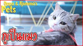 กรูเป็นแมว! | Oppa & Ajumma's Pets