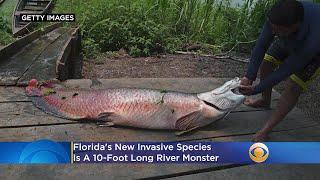 Florida's New Invasive Species Is A 10-Foot Long River Monster