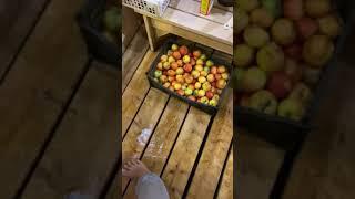 Яблочный сидр за 30 секунд