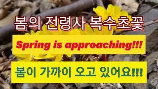 봄의 전령사 복수초꽃, 봄이 오고 있어요!!!, Spring is approaching!!!
