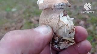 Посуха  посухою а гриби ростуть і ніщо їх не може спинити!!!  21.05.2024 р